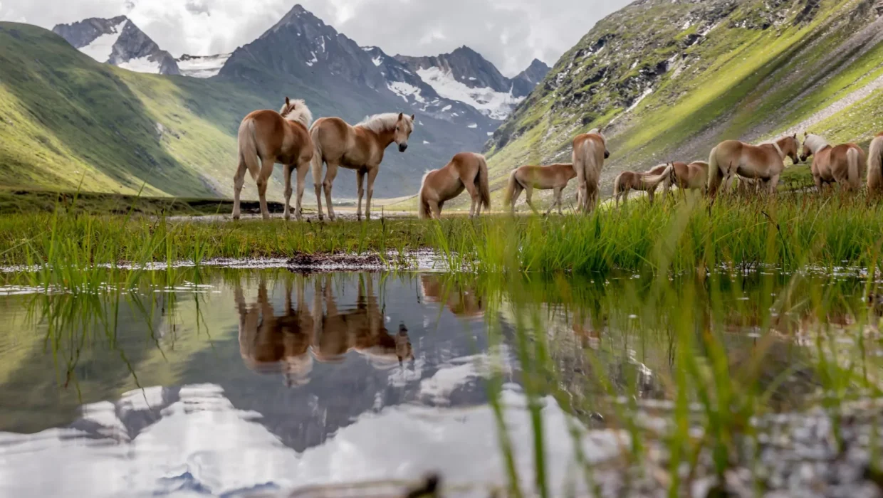 gurgl_rotmoostal_sommer_01